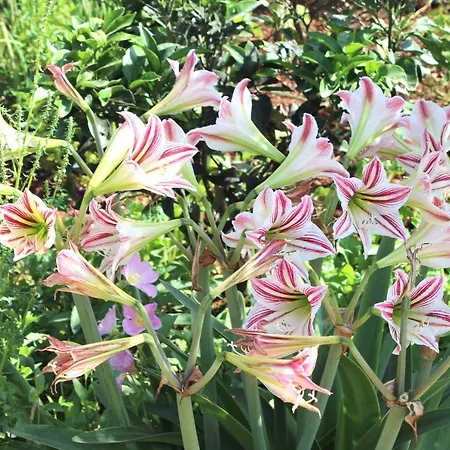 Apartament Lemon House *