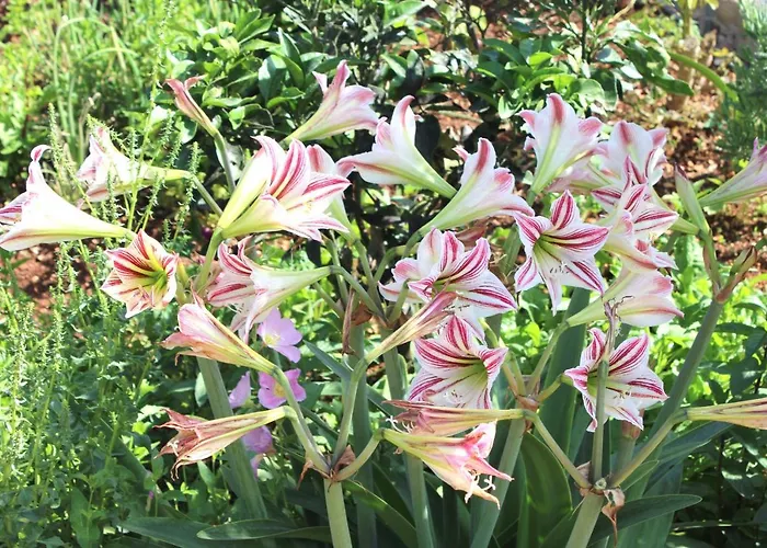 Apartament Lemon House *